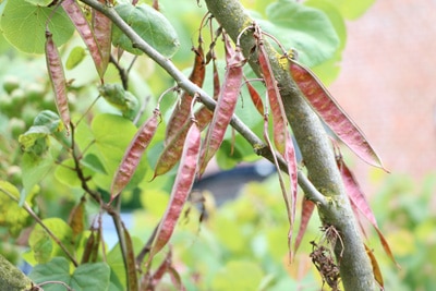 Judasbaum - Cercis siliquastrum