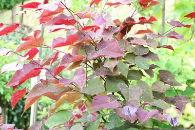 Kanadischer Judasbaum - Cercis canadensis 'Forest Pansy'