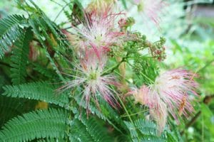 Mimose, Mimosa pudica PflegeAnleitung Gartenrat.de