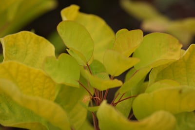 Perückenstrauch - Cotinus coggygria 