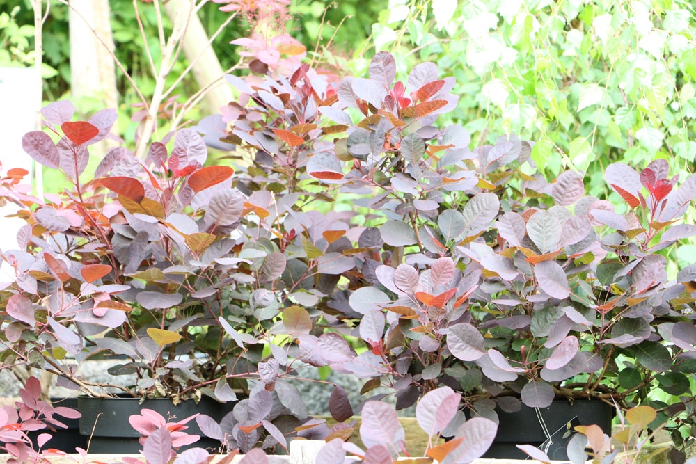 Perückenstrauch - Cotinus coggygria