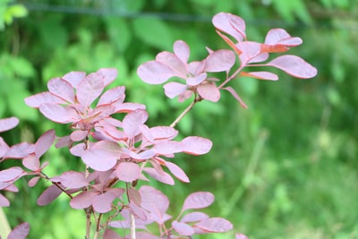 Perückenstrauch - Cotinus coggygria 