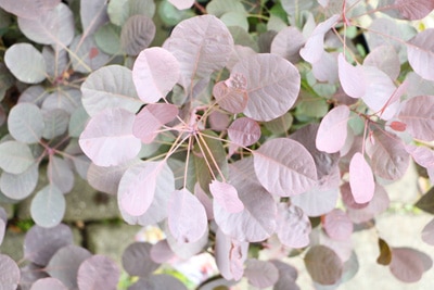 Perückenstrauch - Cotinus coggygria 'Royal Purple'