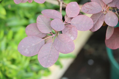 Perückenstrauch - Cotinus coggygria 