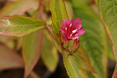 Weigela florida - Liebliche Weigelie