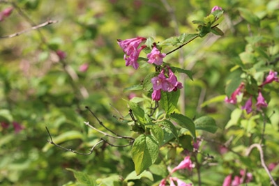 Weigela praecox - Frühblühende Weigelie 