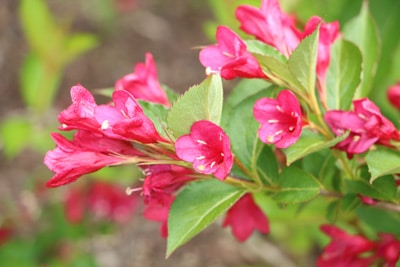 Weigela - Weigelie