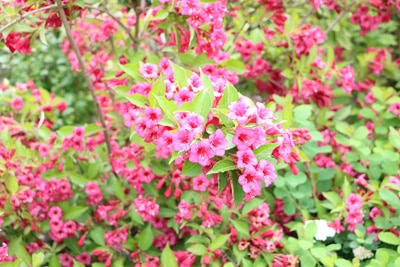 Strauch der Weigela