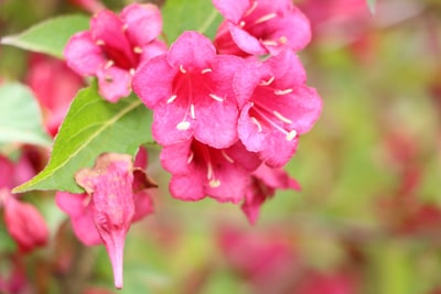 Blüte der Weigela