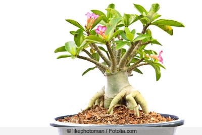 Wüstenrose - Adenium obesum