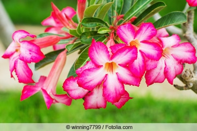 Wüstenrose - Adenium obesum