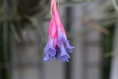 Tillandsienblüte