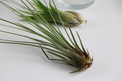 Tillandsie - Tillandsia