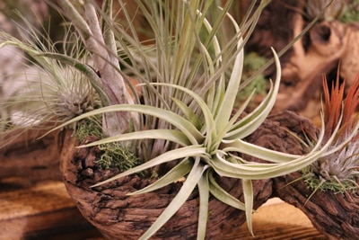 Tillandsie - Tillandsia