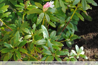 Schadbild des Dickmaulrüsslers an Rhododendron