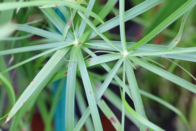 Zyperngras - Zypergras - Cyperus alternifolius