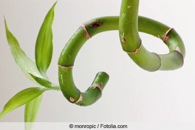 Glücksbambus - Dracaena braunii