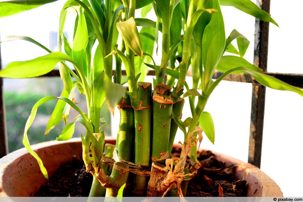 Glücksbambus, Lucky Bamboo, Dracaena Sanderiana - Pflege-Anleitung ...