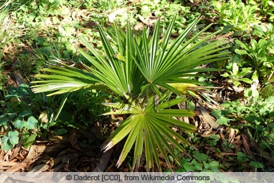 Hanfpalme - Trachycarpus martianus