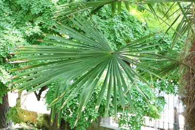 Trachycarpus fortunei - Chinesische Hanfpalme