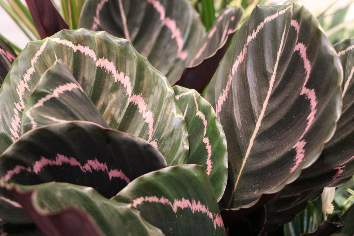 Korbmarante - Calathea roseopicta