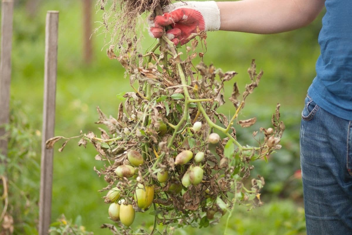 Kartoffeln mit Kraut- und Knollenfäule