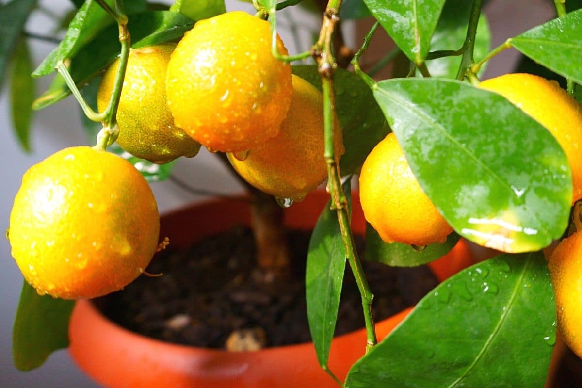 Mandarinenbaum im Topf