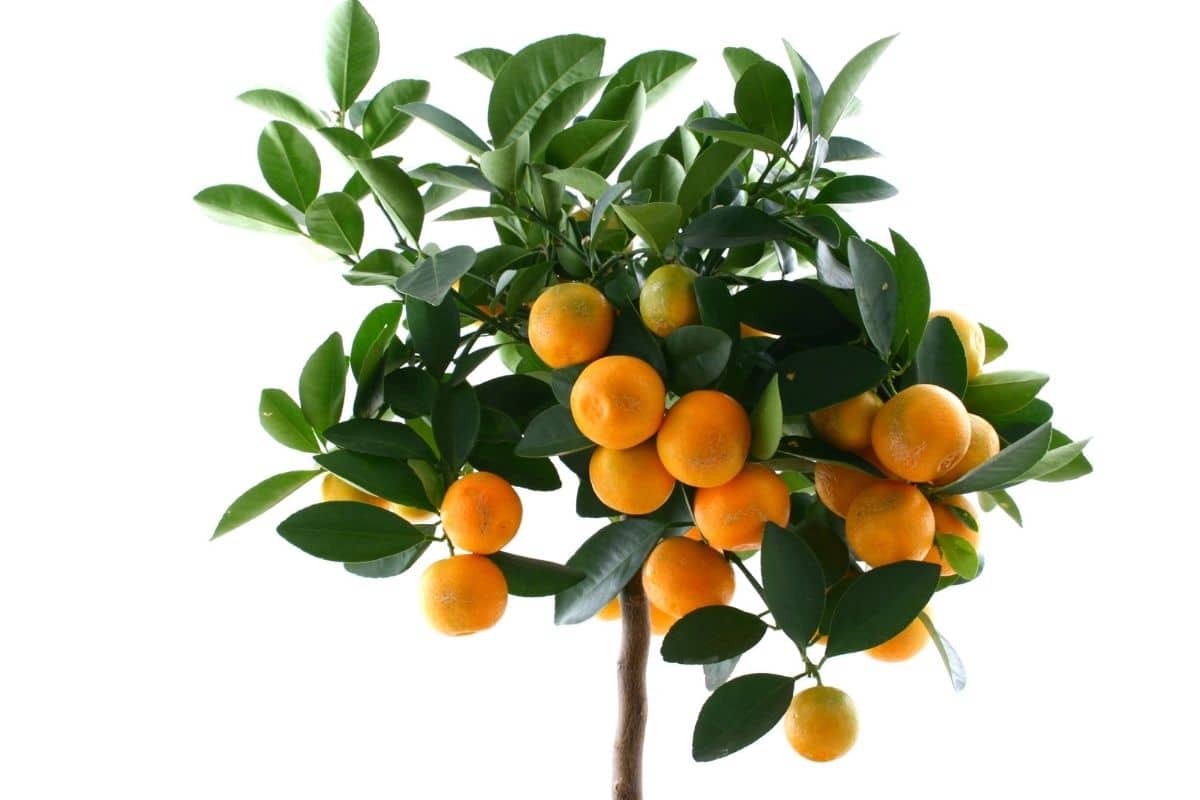 Mandarinenbaum - Citrus reticulata