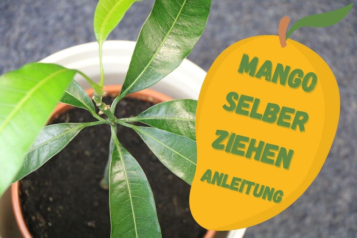 Mango selber ziehen