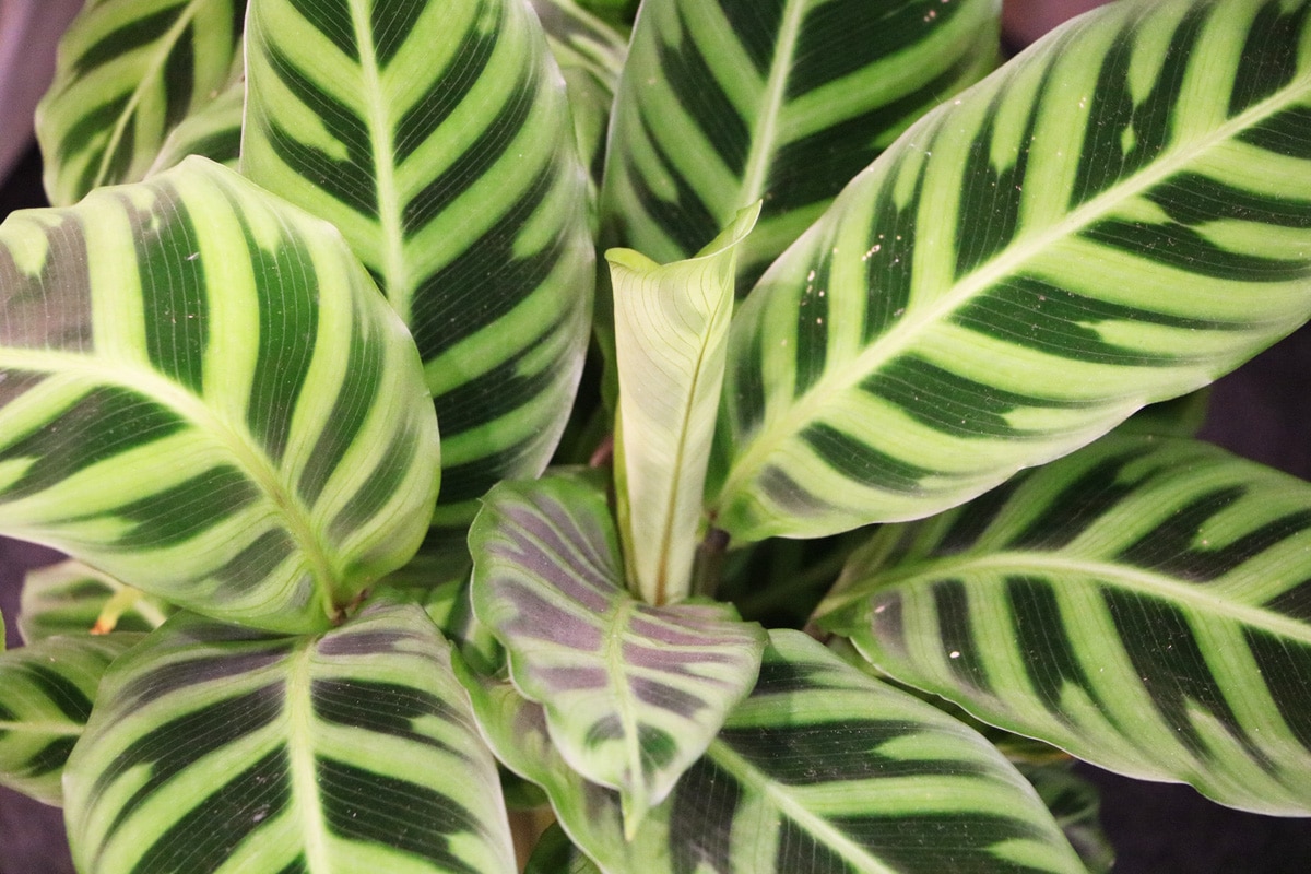 Pfauen-Korbmarante - Calathea makoyana