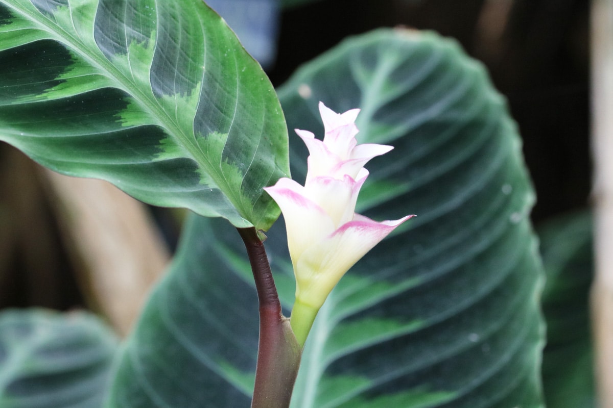 Zebra-Korbmarante - Calathea zebrina