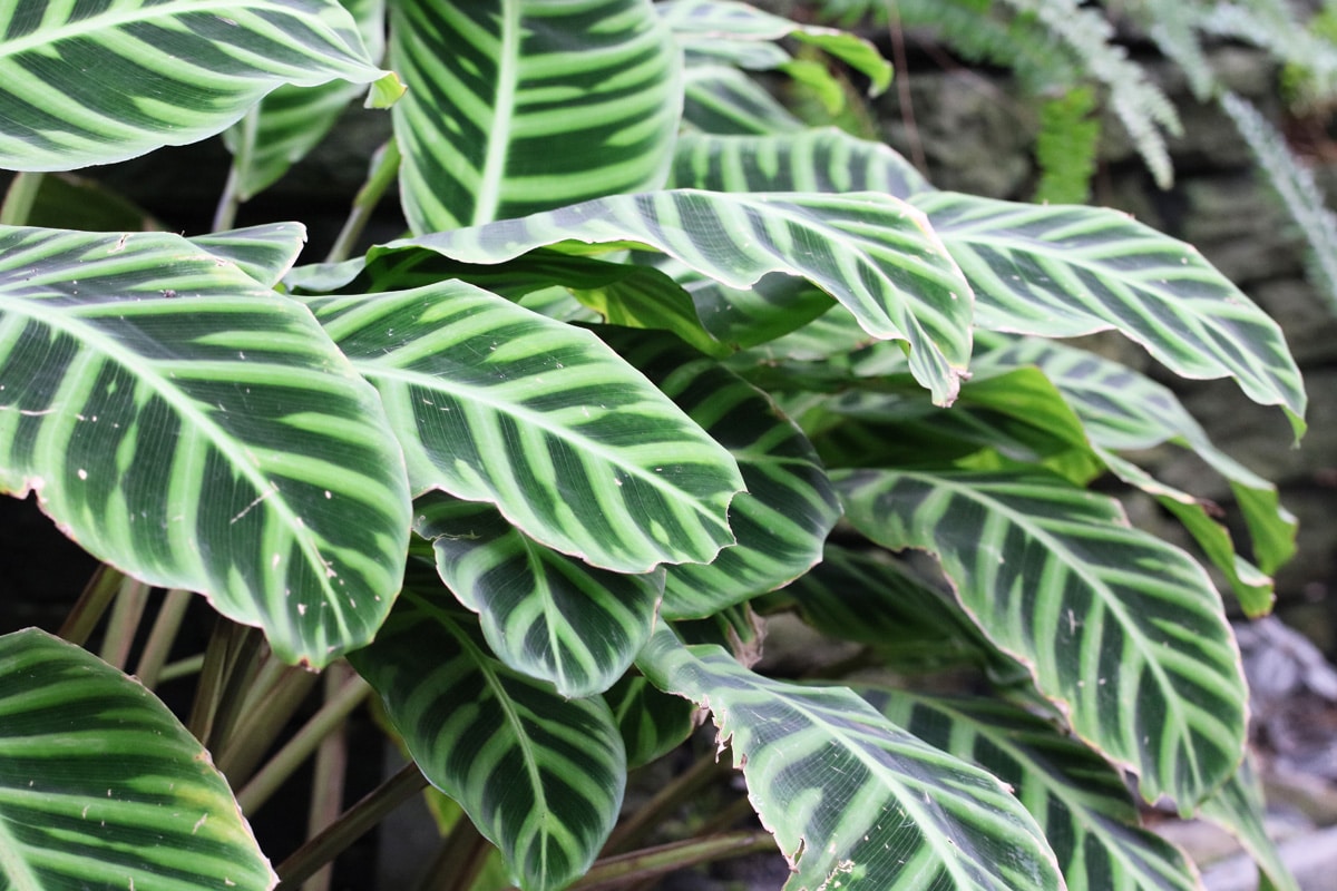 Zebra-Korbmarante - Calathea zebrina