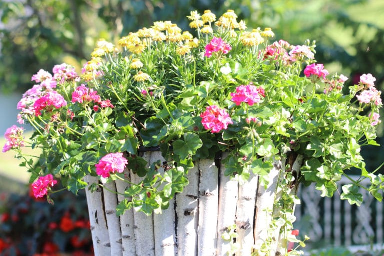 30 Pflanzen für den Südbalkon Gartenrat.de