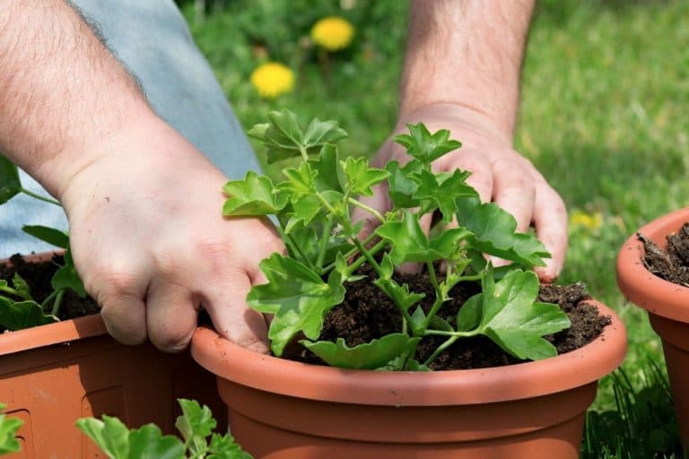 Geranien, Pelargonien überwintern und zurückschneiden Gartenrat.de