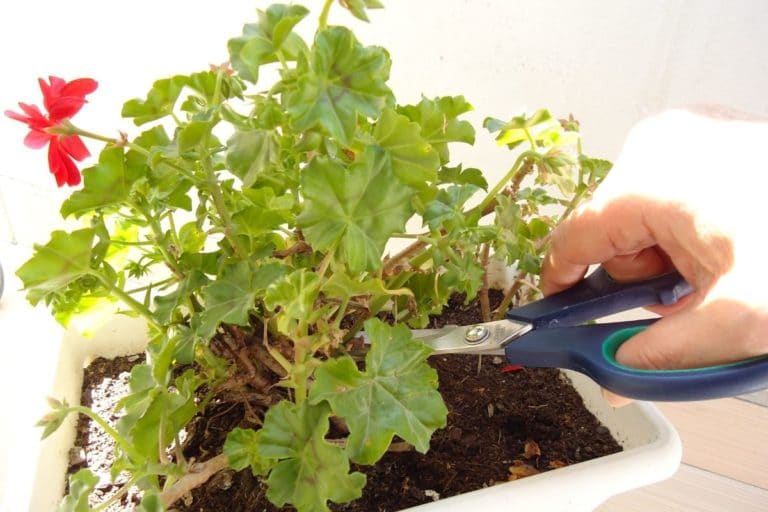 Geranien, Pelargonien überwintern und zurückschneiden Gartenrat.de