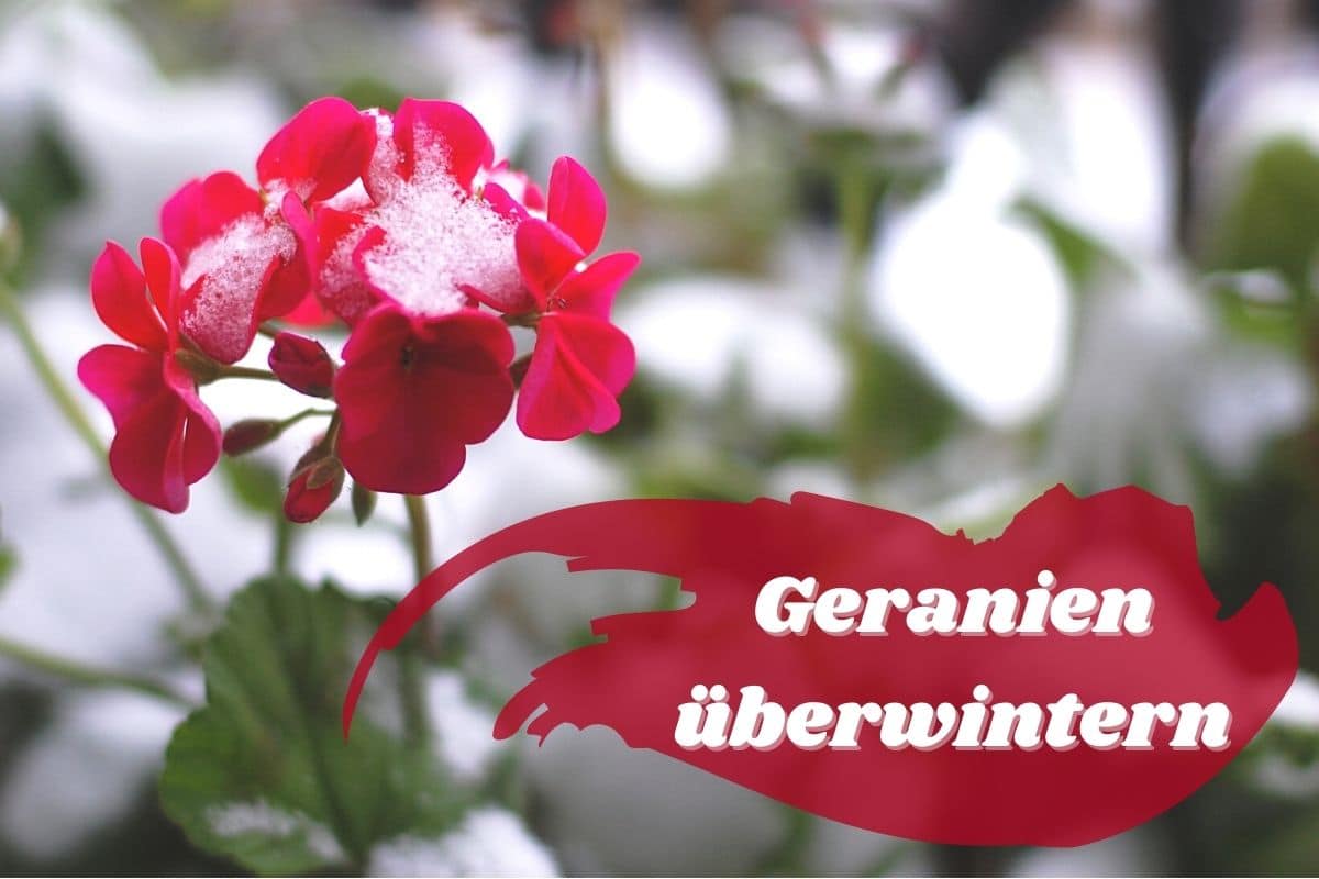 Geranien überwintern