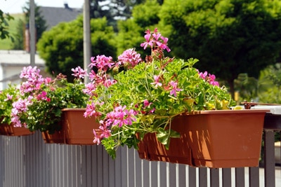 Geranie - Pelargonium