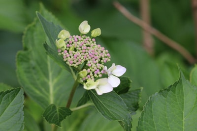 Bauernhortensie - Gartenhortensie - Hydrangea macrophylla