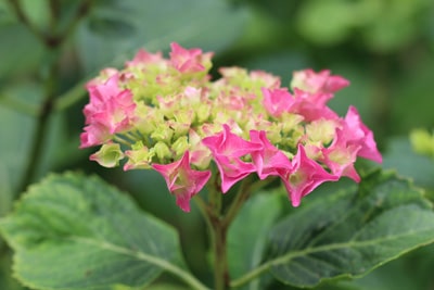 Bauernhortensie - Gartenhortensie - Hydrangea macrophylla 'Renate'