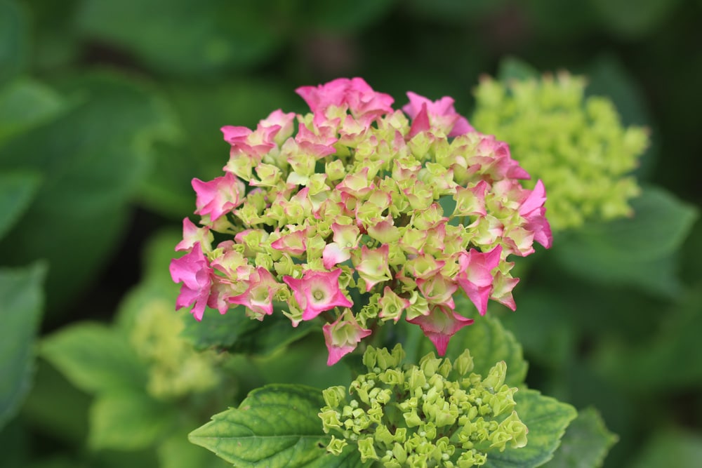 Bauernhortensie - Gartenhortensie - Hydrangea macrophylla