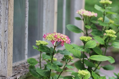 Bauernhortensie - Gartenhortensie - Hydrangea macrophylla