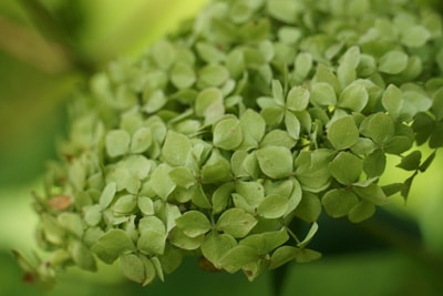 Rispen-Hortensie - Hydrangea paniculata