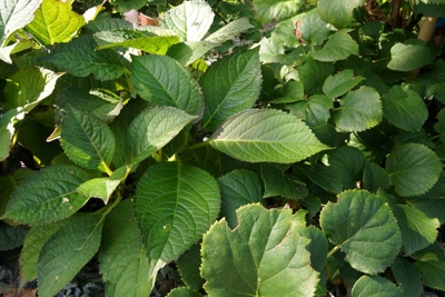 Rispen-Hortensie - Hydrangea paniculata