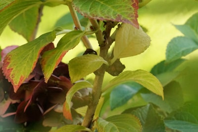 Blattläuse an Hortensie