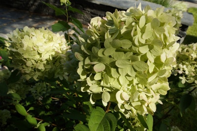 Rispen-Hortensie - Hydrangea paniculata