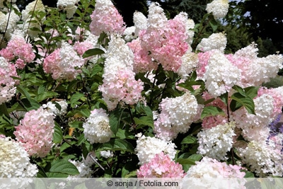 Rispen-Hortensie - Hydrangea paniculata 'Limelight'