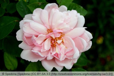 Ramblerrose 'Albertine'