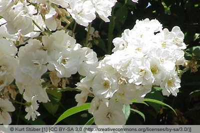 Ramblerrose 'Rambling Rector'