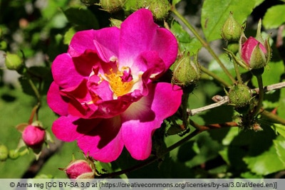 Ramblerrose 'Super Excelsa'