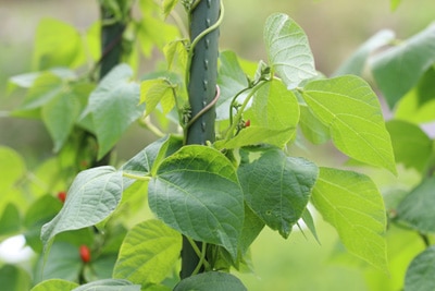 Feuerbohne - Phaseolus coccineus